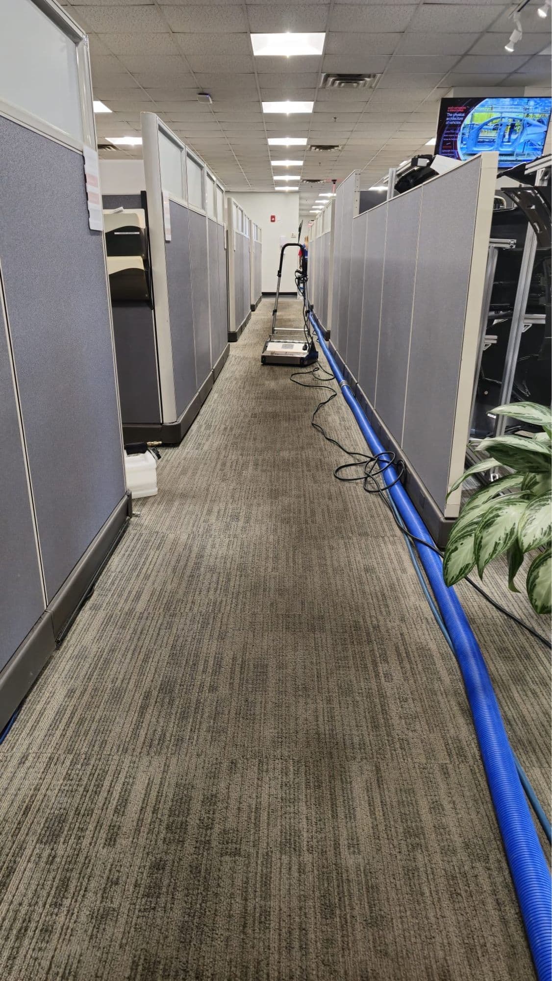 After: MFS technician completing hot water extraction, carpet restored